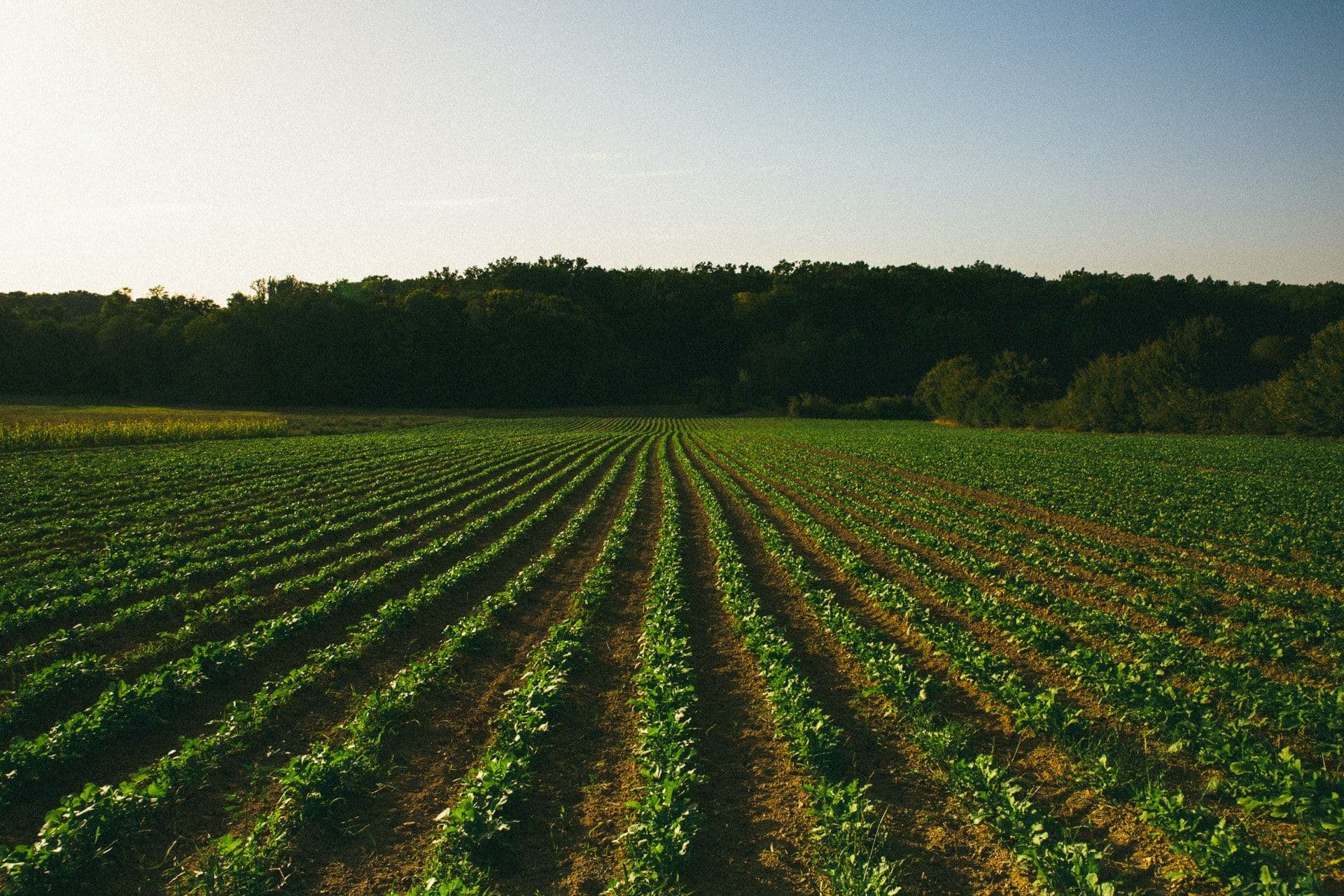 Rows of organically grown vegetables at Zrno farm